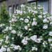 Гібіскус сирійський / Hibiscus syriacus Lady Stanley
