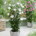 Гібіскус сирійський / Hibiscus syriacus Flower Tower White