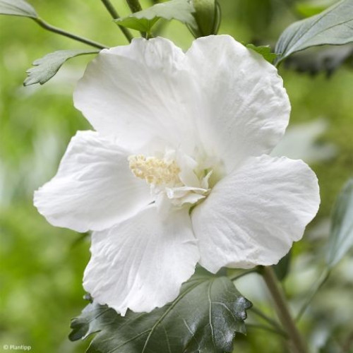 Гібіскус сирійський / Hibiscus syriacus Flower Tower White