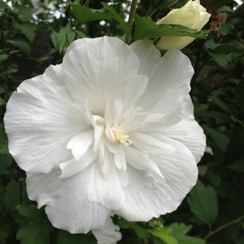 Гібіскус Вайт Шифон