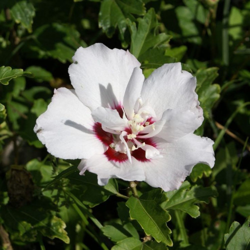 Гібіскус сирійський / Hibiscus syriacus Speciosus