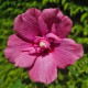 Гібіскус сирійський / Hibiscus syriacus Flower Tower Ruby Гібіскус сирійський / Hibiscus syriacus Flower Tower Ruby