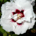 Гібіскус сирійський / Hibiscus syriacus Speciosus