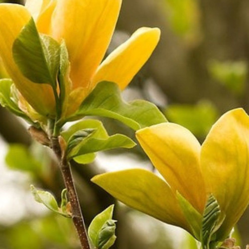 Магнолія Yellow Bird Магнолія Yellow Bird