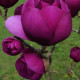 Магнолія Black Tulip